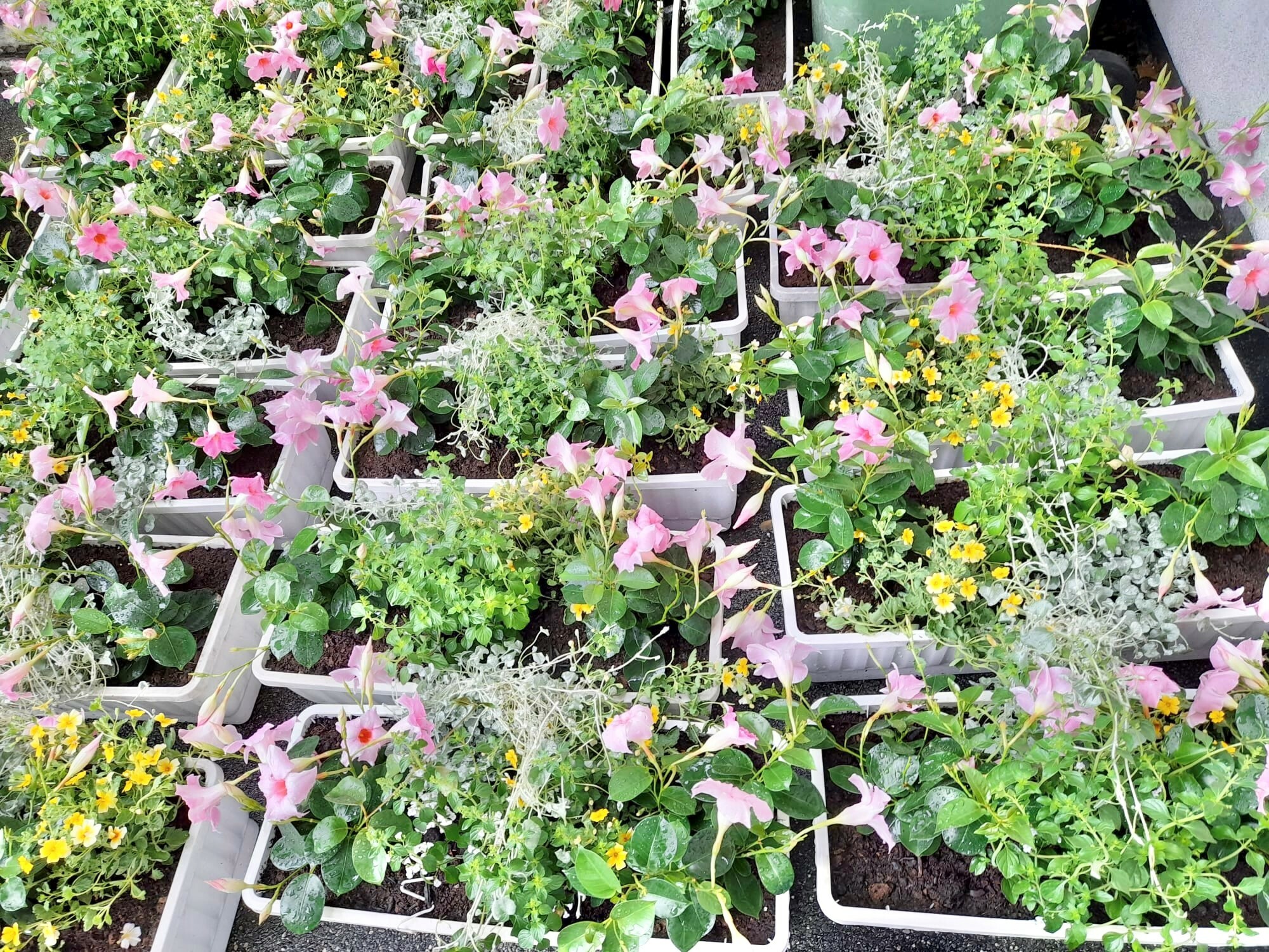 Blumenkisten