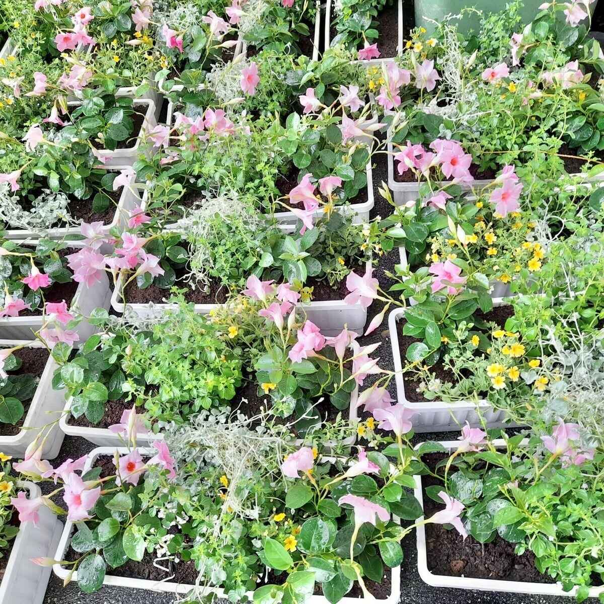 Les bacs à fleurs