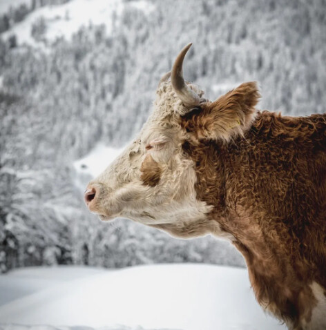Excursion avec Christian à Rougemont