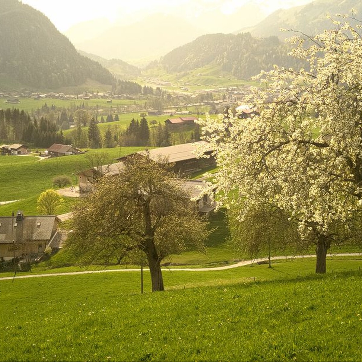 Hike with Christian von Gsteig via Reusch to the summit of the Col du Pillon