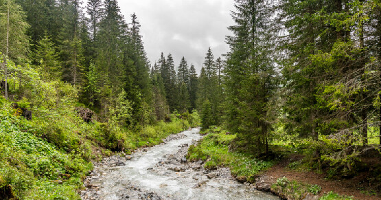 Hike with Ruth from Schönried to the idyllic Turbach Valley